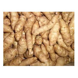 Topinambour bio (variété...