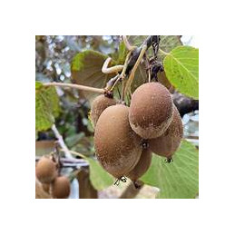 kiwi bio de france, la pièce