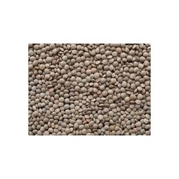 Lentilles bio