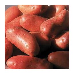 Pomme de terre cherie...