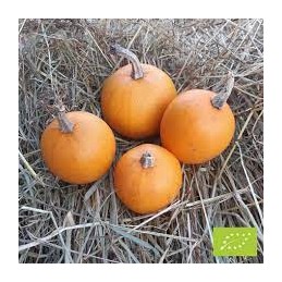 Courge pomme d'or