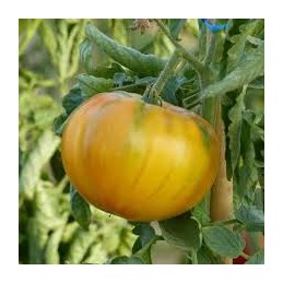 Plant de tomate ananas bio