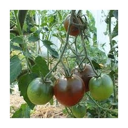 Plant de tomate noire de...