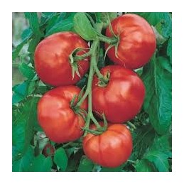 Plant de tomate ronde rouge...