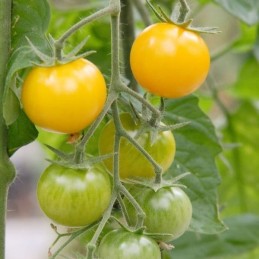 Plant de tomate ronde jaune...