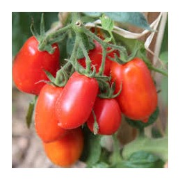 Plant de tomate allongée...
