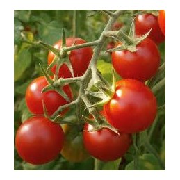 Plant de tomate cerise...