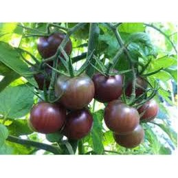 Plant de tomate cerise...