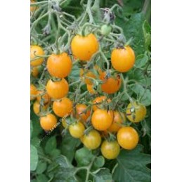 Plant de tomate cerise...