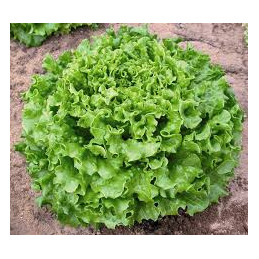 salade batavia verte bio,...