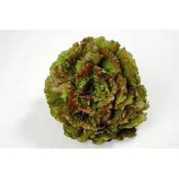salade batavia rouge bio,...