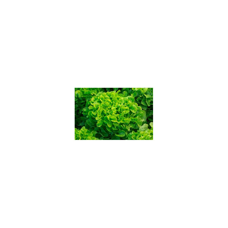 SCEA DES CORBELS (WATIER)