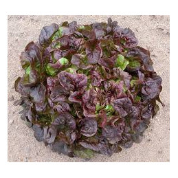 salade feuille de chene...