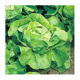 salade laitue bio, la pièce