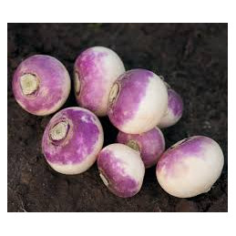 navet violet bio, les 500gr