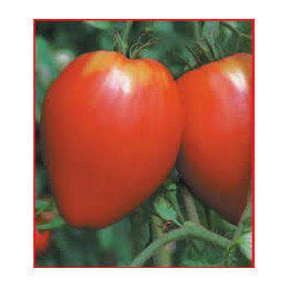 Plant de tomate coeur de...