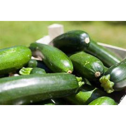 plant de courgette longue...