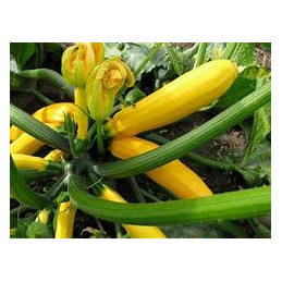 plant de courgette longue...