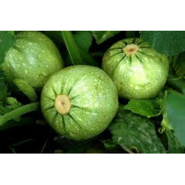 plant de courgette ronde...