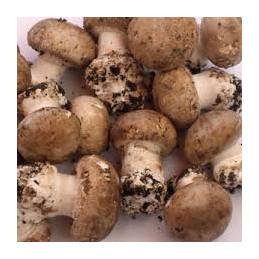 Champignon de paris bio de...