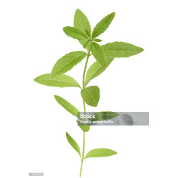 Verveine bio, pièce de 20 g