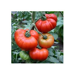 plant de tomate marmande...