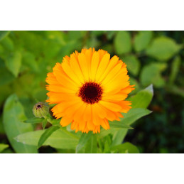 Souci bio, pièce de 20 g