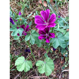 Mauve bio, pièce de 15 g