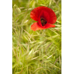 Coquelicot sachet de 15 gr