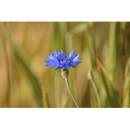 Bleuet bio, sachet de 20 gr