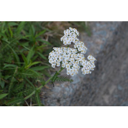 Achillée millefeuille, bio...