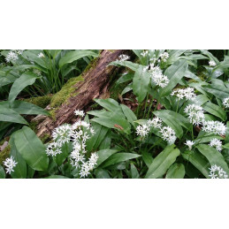 Ail des ours, pièce de 15 g