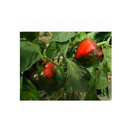 plant de poivron rond rouge...