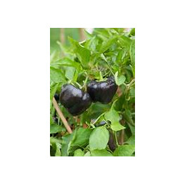 plant de poivron rond noir...