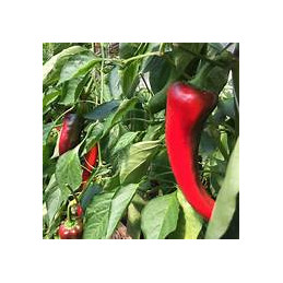 plant de poivron long rouge...