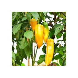 plant de poivron long jaune...