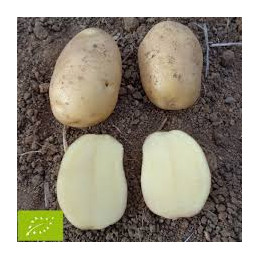 Pomme de terre nouvelle...