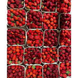Fraise: barquette 1 kg