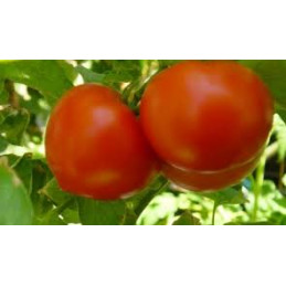 tomate ronde bio, le 500gr