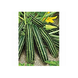 courgette safari bio, les...