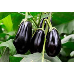 aubergine bio, les 500gr