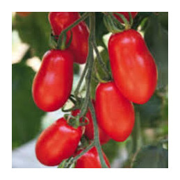 tomate cerise bio, les 250gr