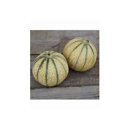 melon bio de france, la pièce