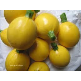 courgette ronde jaune bio,...