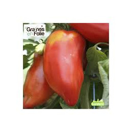 tomate andine cornue bio,...