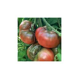 tomate noire de crimée bio,...
