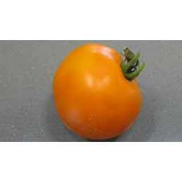 tomate ronde jaune bio, les...