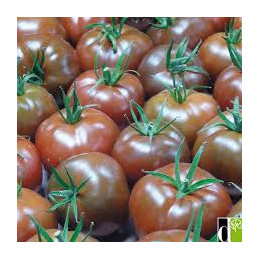 tomate ronde noire bio, les...
