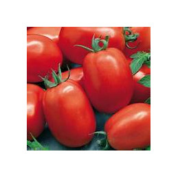 tomate roma bio, le kg