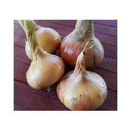 oignon jaune bio, les 500gr